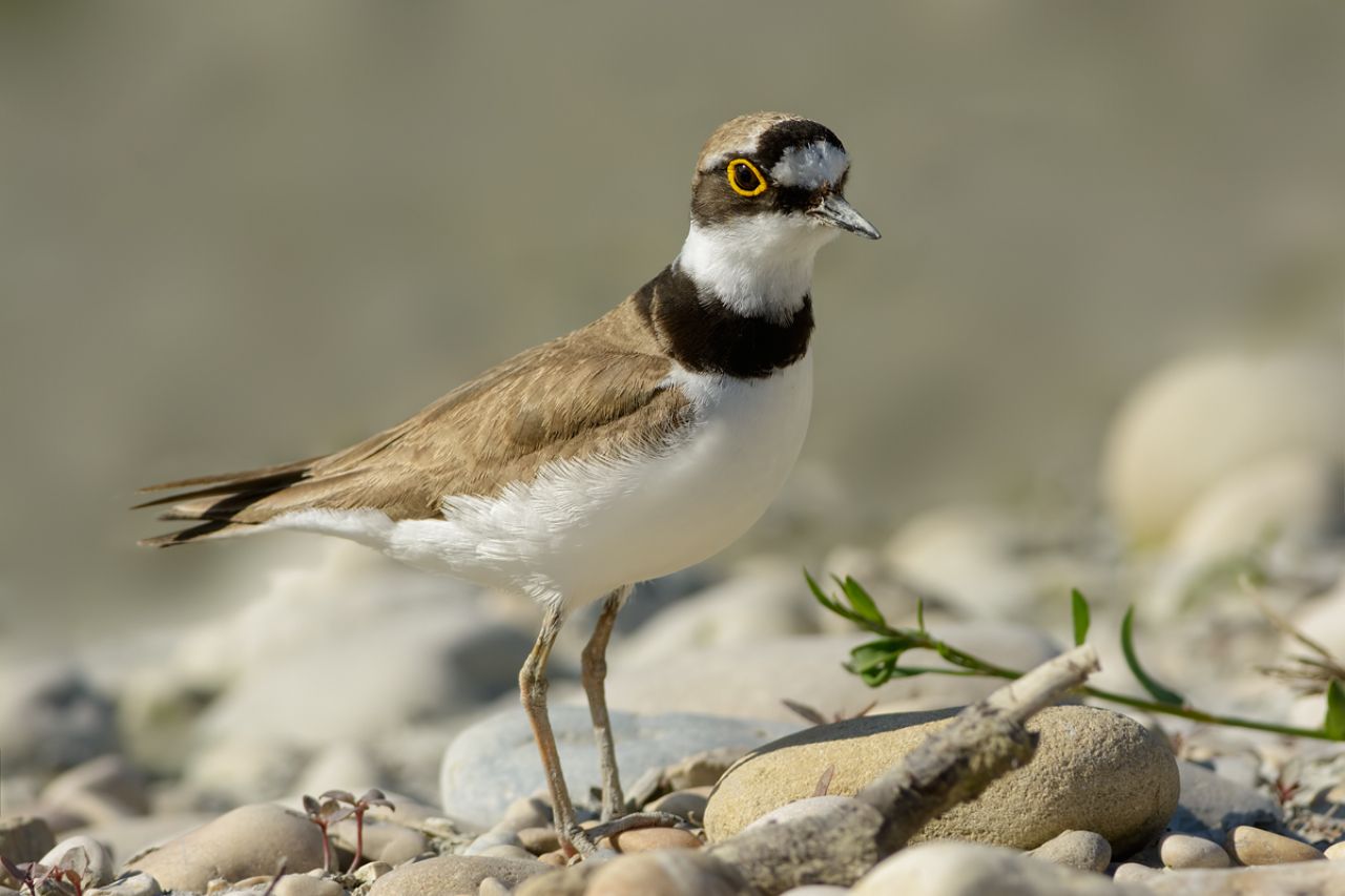 Corriere piccolo (Charadrius dubius)